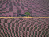 Aerial View of Tree in Lavender Field  Baronnies  Provence  France