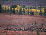 Reindeer Migration Across Tundra  Kobuk Valley National Park  Alaska  USA  North America