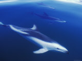 Dusky Dolphins Just Below Surface  False Bay  South Africa