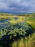 Loch and Pine Forest in Stormy Light  Strathspey  Highlands  Scotland  UK