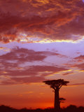 Baobab Silhouette at Sunset  Morondava  Madagascar