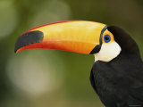 Toco Toucan  Close-Up of Beak  Brazil  South America