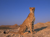 Cheetah  Tsaobis Leopard Park  Namibia