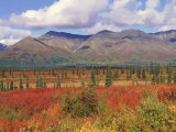 Tundra Landscape in Autumn  Denali National Park  Alaska USA