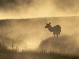 Elk / Red Deer Female in Mist at Dawn  Yellowstone National Park  Wy  USA  North America