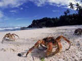 Coconut Crabs on Beach  Christmas Island