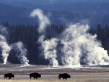 Landscape with Bison and Steam from Geysers  Yellowstone National Park  Wyoming Us