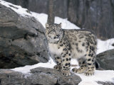 Juvenile Snow Leopard