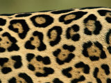 Jaguar  Close-Up of Fur Pattern  Pantanal  Brazil