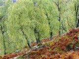 Native Birch Woodland in Autumn  Glenstrathfarrar Nnr  Scotland  UK
