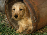 Wire Haired Dachshund  Portrait in Wooden Barrel