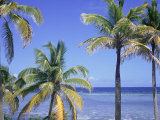 Coconut Palms on Beach  Tropical Island of Belize  Summer 1997