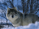 Grey Wolf Male in Snow  Norway