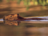 Capybara Swimming  Pantanal  Brazil
