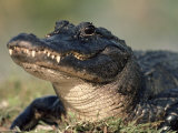 American Alligator Portrait  Florida  USA