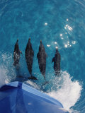Atlantic Spotted Dolphins (Stenella Frontalis) Bowriding Bahamas
