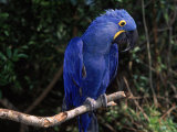 Hyacinth Macaw (Anodorhynchus Hyacinthinus)