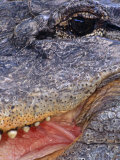 Close up of American Alligator Face (Alligator Mississippiensis) Pennsylvania  USA