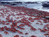 Masses of Christmas Island Red Crabs Spawning on the Beach