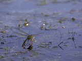 Hawker+dragonflies+uk