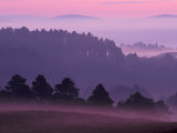 Scots Pine Forest in Dawn Mist Abernethy  Speyside  Scotland  UK