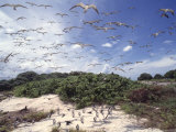 Tern Colony on Tubbataha Reef Philippines