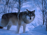 European Grey Wolf Male in Snow  C Norway