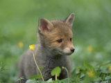 Red Fox Cub at a Rehab Centre  Scotland  UK