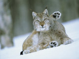 European Lynx Male Grooming in Snow  Norway
