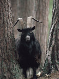 Feral Goat Male in Pinewood (Capra Hircus)  Scotland