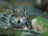 Young European Grey Wolf Resting  Norway