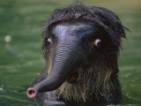 Baby Indian Elephant in Water Looking Shocked  Indian Subcontinent