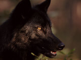 Grey Wolf in Woodland  Minnesota  USA