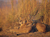 Lions Basking in Sun  Linyanti  Botswana