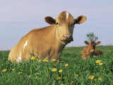 Guernsey Cows  at Rest in Field  Illinois  USA