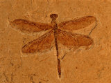 Fossil Insect  Dragonfly  Early Cretaceous  Brazil