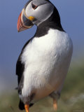 Puffin Portrait  Western Isles  Scotland  UK