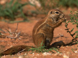 Cape Ground Squirrel Feeding  Kgalagadi National Park  South Africa