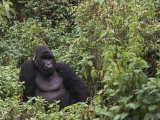 Silverback Mountain Gorilla  Amongst Vegetation  Zaire