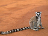 Ring-Tailed Lemur (Lemur Catta) Berenty Reserve  Madagascar