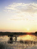 Red Mangrove Trees (Rhizophora Mangle) at Sunset  Everglades National Park  Florida