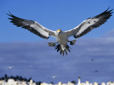 Cape Gannet Landing  Lamberts Bay  South Africa