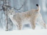 European Lynx in Birch Forest in Snow  Norway