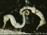 Yellow Seahorses (Hippocampus Guttulatus) Mediterranean