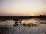 Red Mangrove Trees (Rhizophora Mangle) at Sunset  Everglades National Park  Florida