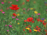 Wild Flowers  Including Poppy and Corncockle  Cultivated for Seed  Netherlands