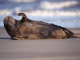 Grey Seal Lying on Beach  UK