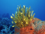 Yellow Featherstars on Sponge  Indo-Pacific