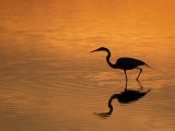 Heron Wading at Sunset  Ding Darling Nr  Sanibel Is  Florida  USA