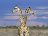 Giraffes (One or Two)  Etosha National Park  Namibia